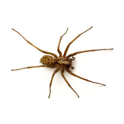 Örümcek İlaçlama